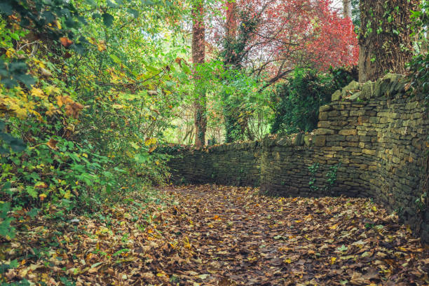 Fallen autumn yellow leaves on the ground