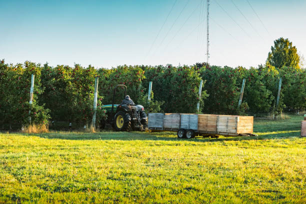 Harvesting worker works in an apple orchard in Kent County, Michigan, USA on a sunny morning.
