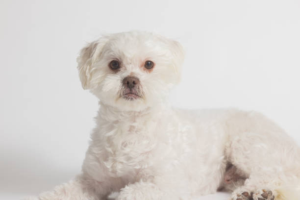 Bichon Frise - Studio Portrait - Cute