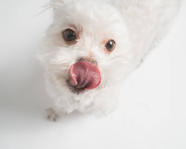 Bichon Frise - Studio Portrait - Hungry - Licking Lips