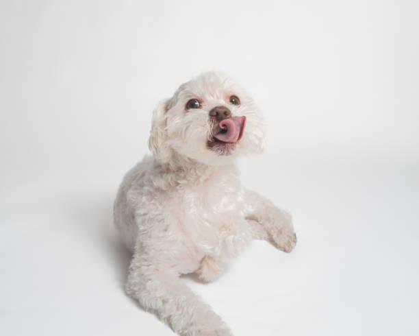 Bichon Frise - Studio Portrait - Hungry - Licking Lips