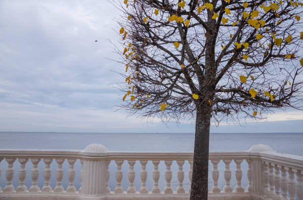 One tree grows on the embankment. An autumn tree without leaves. High quality photo