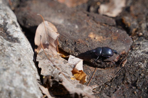 istock black beetle on a stone in the forest 2187516448