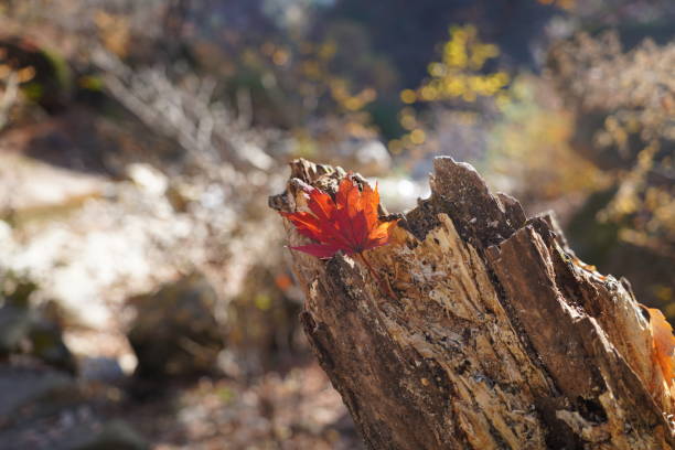 istock Autumn leaves on a tree stump in the forest. Selective focus 2187516485