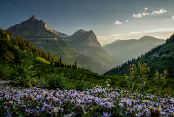 istock Aster Blossoms Spread Across Alpine Field in Glacier 2187517033