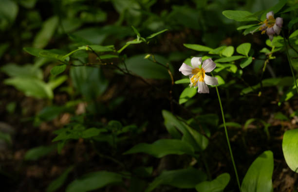istock Avalanche Lily Blooms in Olympic Forest 2187517613