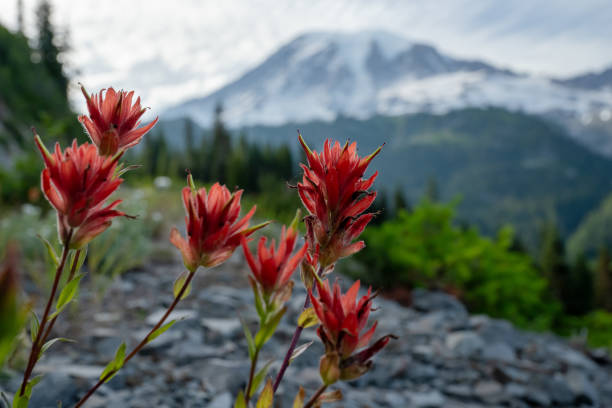 istock Bright Red Paintbrush With A View Of Mount Rainier 2187517813
