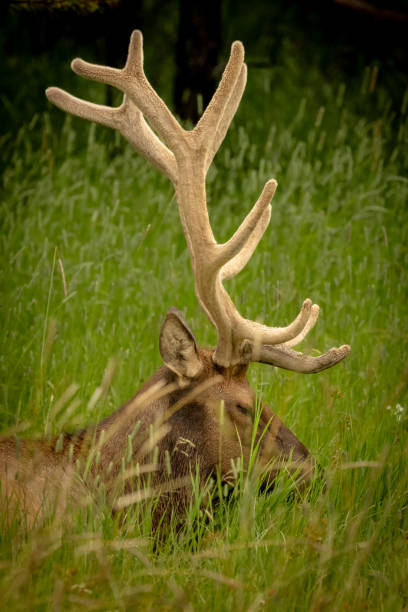 Bull Elk With Velvet Antlers Falls Asleep in field in Yellowstone