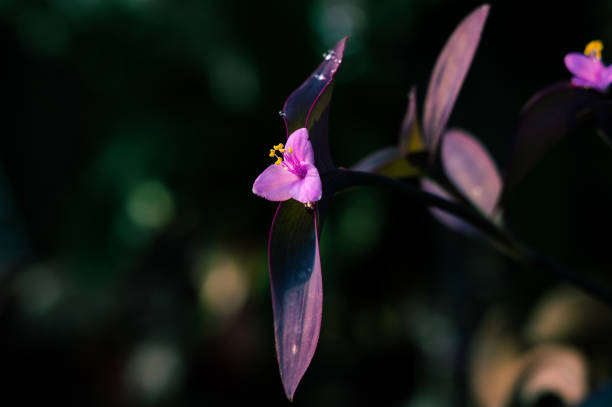 istock Insects bee and purple flowers marco 2187517969