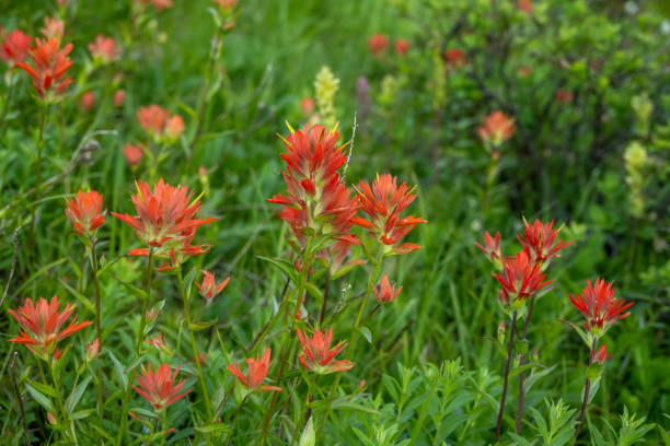 istock Patch of Red Paintbrush Grow In Meadow 2187518371