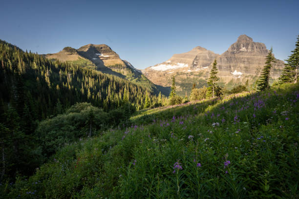 istock Small Fireweed Blooms Begin To Pop In The Shadows 2187518447