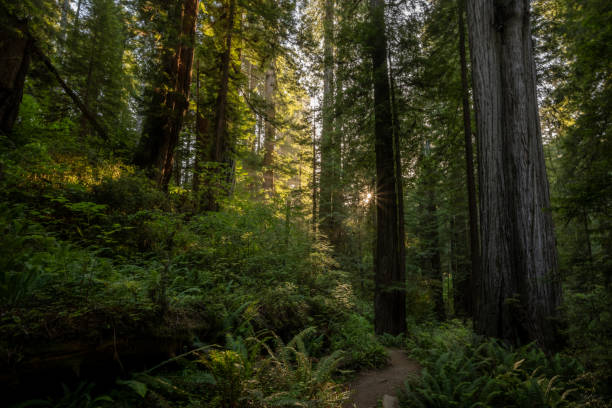 istock Small Sunburst Breaks Through Trees Over Trail In Redwood 2187518453