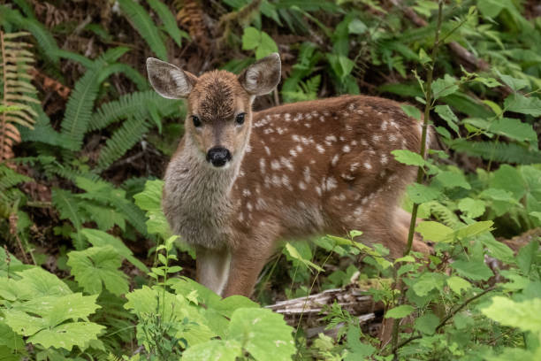 istock Spotted Fawn Attempts to Hide in Foliage Alongside Trail 2187518486