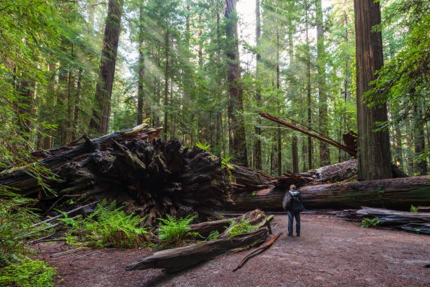 istock Sunrays and Splendor in Redwood National Park , Roots and Rays 2187518612