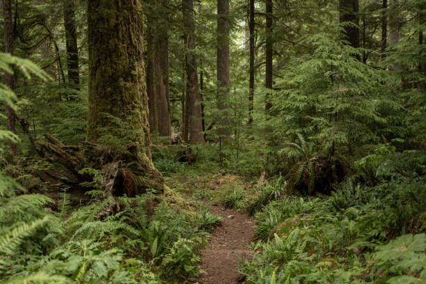 istock Trail Curves Around Mossy Tree Trunk And Fern Covered Forest Floor 2187518646