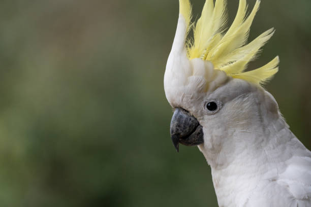 istock Portrait of a cockatoo 2187520046