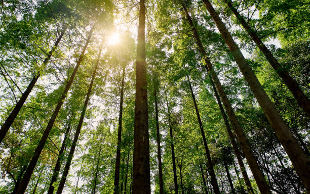 istock Looking up at the dense forest from a low angle, the sun shines through the leaves 2187521391
