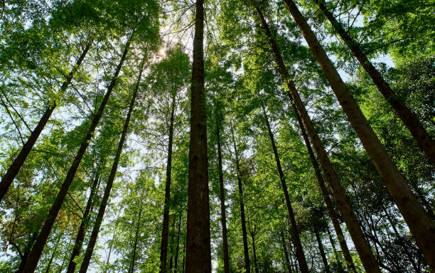 istock Looking up at the dense forest from a low angle, the sun shines through the leaves 2187521513