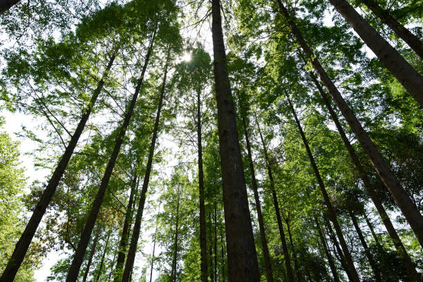 istock Looking up at the dense forest from a low angle, the sun shines through the leaves 2187521767
