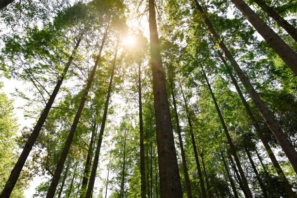 istock Looking up at the dense forest from a low angle, the sun shines through the leaves 2187521909