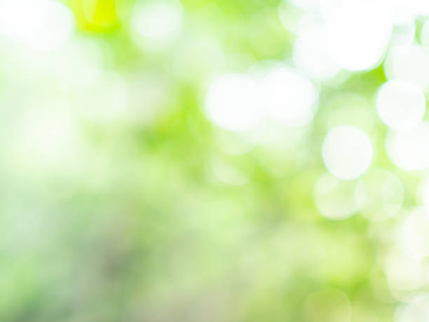 istock Green nature background bokeh leaf nature summer springtime blur sunlight natural fresh foliage environment ecosystem zero carbon envergy change backdrop, mockup product aesthetic beauty organic. 2187522108