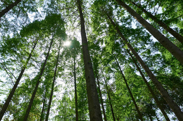 istock Looking up at the dense forest from a low angle, the sun shines through the leaves 2187523008