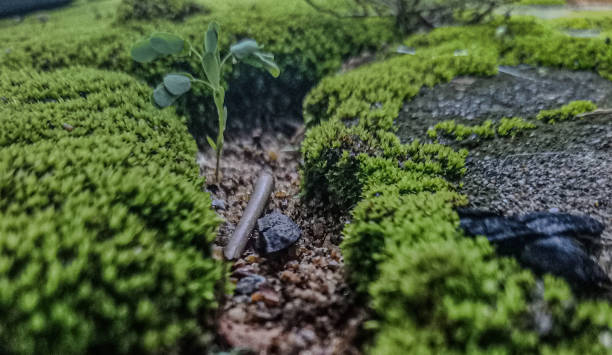 living moss growing on rocks