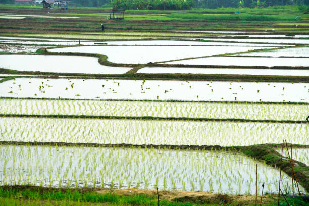 A stunning view of reflective rice paddy fields showcasing serene agricultural landscapes. Rows of vibrant green seedlings grow in tranquil water-filled plots under bright skies.