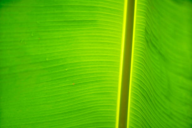 This close-up image showcases a vibrant green leaf, highlighting its intricate texture and patterns, perfect for backgrounds or nature-themed projects.