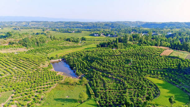 Aerial photography Of China's Agricultural Rice fields,China,Asia.Farmland.
