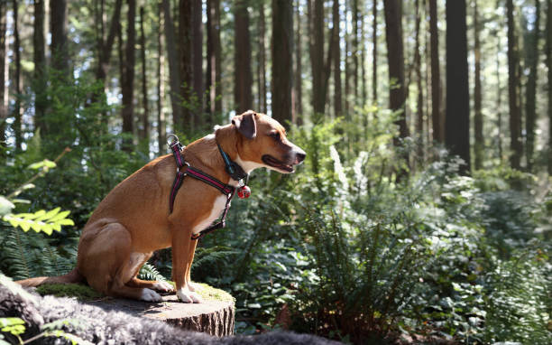 istock Dog with with remote training collar and bear bell in forest. 2187526312