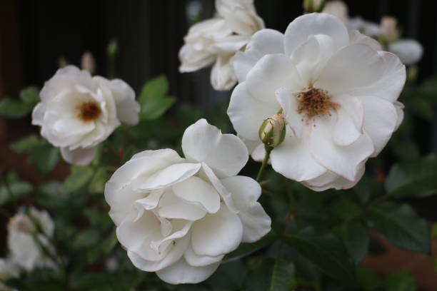istock Delicate white roses blooming in a garden during the warm afternoon light 2187527459