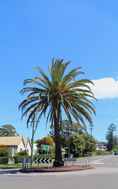 Palm tree standing tall at a roundabout under a clear blue sky during a sunny day in a coastal town