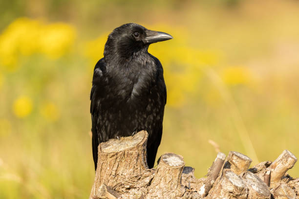 istock Carrion Crow (Corvus corone) in natural habitat 2187528691