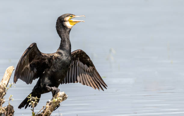 istock Great Cormorant (Phalacrocorax carbo) in natural habitat 2187529001
