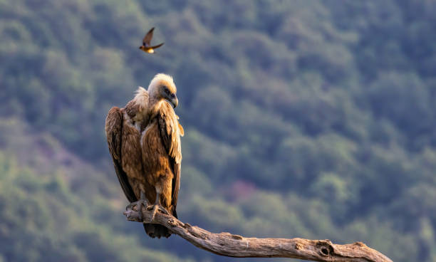 istock Griffon Vulture (Gyps fulvus) on feeding station 2187529197