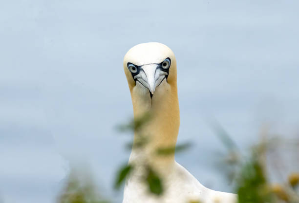 Northern Gannet on breeding rocks of Bempton cliffs, UK