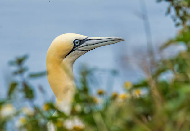 A Gannet in flight at Bempton Cliffs on the Yorkshire coast.