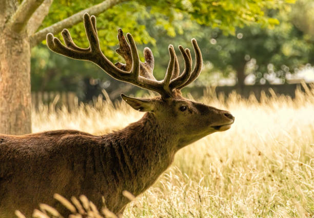 istock Red deer (Cervus elaphus) in Richmond park, London, UK 2187529506