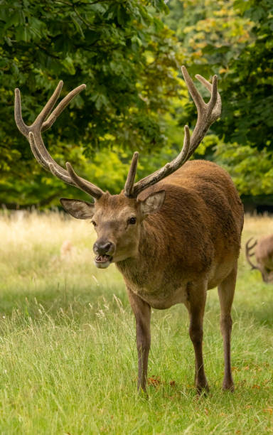 istock Red deer (Cervus elaphus) in Richmond park, London, UK 2187529525