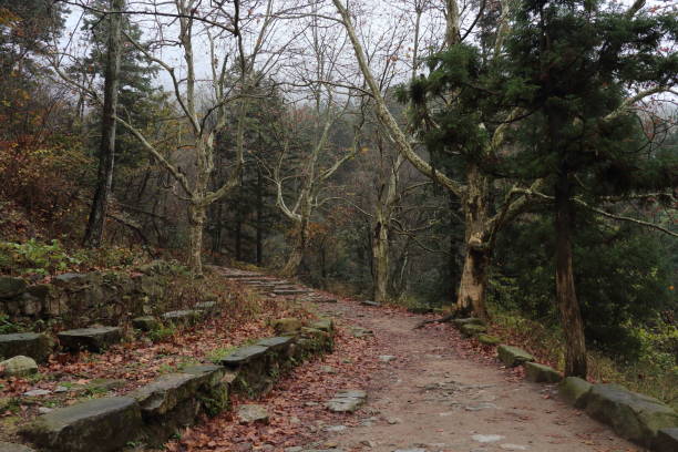 istock Exploring a serene forest path surrounded by trees and fallen leaves in autumn 2187529692