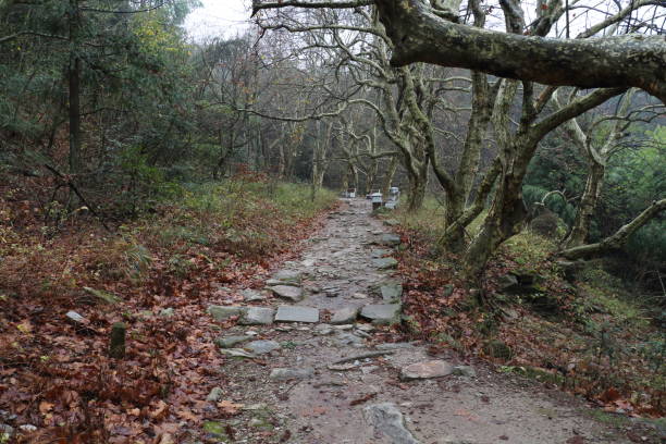 istock Winding stone path through a forested area with leafless trees in the chilly winter season 2187529826