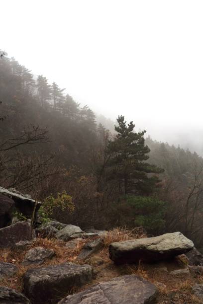 istock Fog envelops a forested mountain landscape during early morning hours, creating a serene and mysterious atmosphere 2187529842