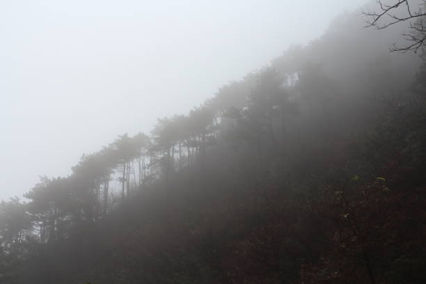 istock Fog-covered hillside with pine trees on a misty day in a mountainous region 2187529852