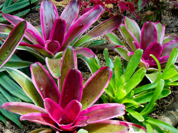 istock Neoregelia Johannis Plants 2187531485