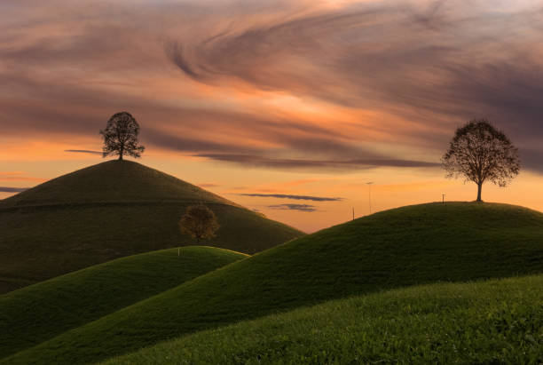 Drumlin hills with a single tree on each top at the colorful sunset time