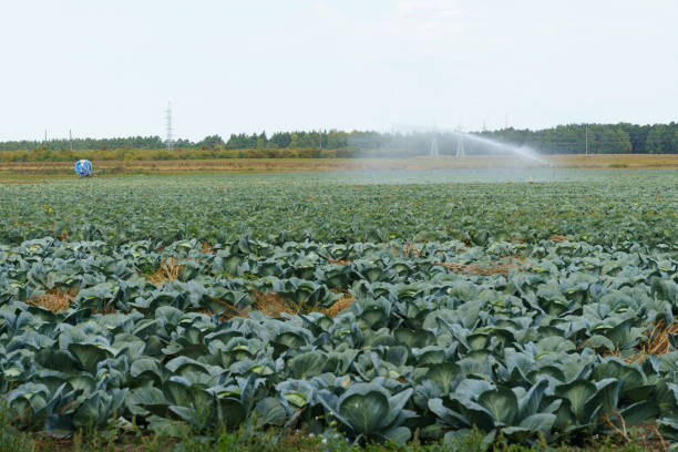 An irrigation system waters a large field of cabbage, ensuring the crops receive adequate moisture under an overcast sky.