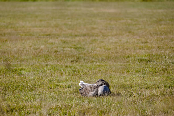 A duck is laying in the grass A duck is laying in the grass. The grass is green and the sky is blue. The scene is peaceful and calm young black chested buzzard eagle geranoaetus melanoleucus stock pictures, royalty-free photos & images