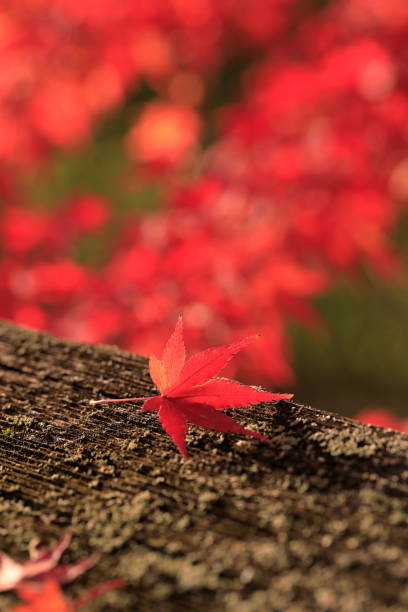 Beautifully colored autumn leaves