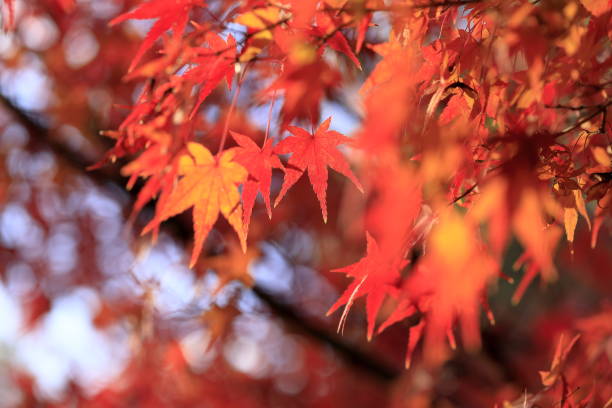 istock Autumn leaves in japan 2187533633